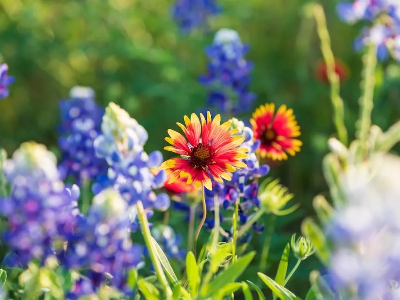 San Antonio’s Phil Hardberger Park to host wildflower nature walk this Saturday